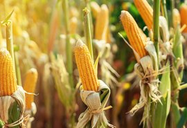 Milho abre a quarta-feira buscando se sustentar no campo positivo das Bolsas