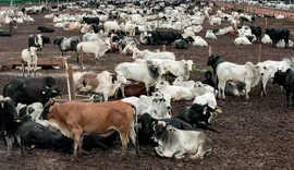 Sobe o abate de bovinos e suínos e cai o de frangos, aponta IBGE