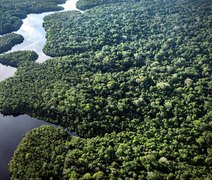Desmatamento global recua 15% em 2025, com América Latina à frente dos avanços