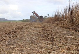 Estiagem prolongada desafia produtores de cana em Alagoas