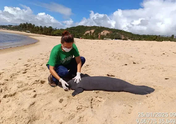 Dois filhotes de peixe-boi são encontrados mortos em praia de Maceió