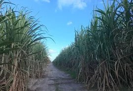 PIB de Alagoas deve crescer 2,1% em 2026, aponta estudo