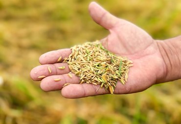 Governo anuncia R$ 73,6 milhões para apoiar produtores de arroz