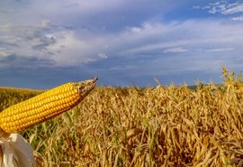 Guerra pode trazer oportunidades para agronegócio do Brasil, diz Ipea