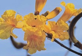 Pesquisadores da Uneal identificam espécies de flores da avenida Ceci Cunha em Arapiraca