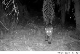 Em MT, Sema monitora animais silvestres da Estrada do Pantanal, confira!