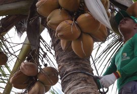 Coopaiba deve finalizar a colheita do coco com 4,5 mil frutos por hectare