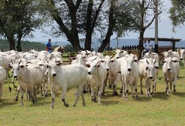 Maturidade sexual de novilhas é destaque do Leilão Nelore Positivo