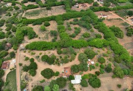Agricultores de Palmeira dos Índios colaboram com pesquisa que busca fortalecer conservação de umbu-cajazeiras