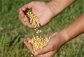 Soja brasileira dispara com guerra tarifária e recorde de compras da China