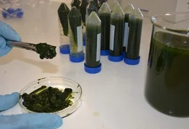 Microalgas são cultivadas para a produção de biocombustível