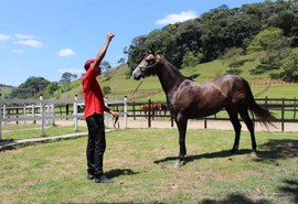 Tropa Alagoas Quarter Horse alia beleza e funcionalidade do QM de vaquejada