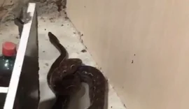 Gestante encontra cobra dentro do quarto em residência na zona rural de Penedo