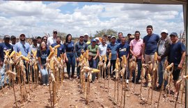 Dia de campo mostra resultados de produtor da CPLA com uso de biotecnologia do Prospera