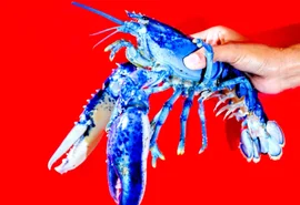 Lagosta azul brilhante surpreende cientistas nos EUA: “Uma em 2 milhões”