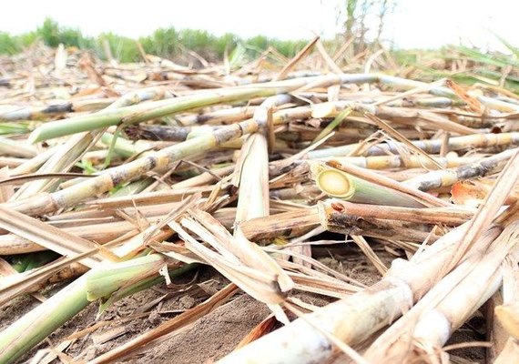 Fornecedores de cana alertam para perdas no canavial