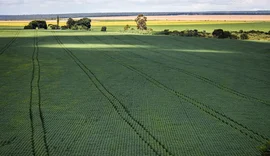 Em menos de quatro décadas, área destinada à soja cresce nove vezes