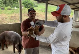 Quarta etapa de vacina contra peste suína clássica vai até o dia 15 de julho