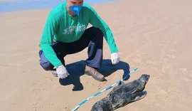 Lobo-marinho encontrado morto no litoral de Alagoas teve broncopneumonia severa