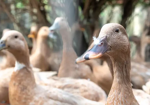 Produção de foie gras é proibida no Brasil após sanção de nova lei