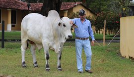 Nelore Positivo investe em técnica desenvolvida pela ABCZ