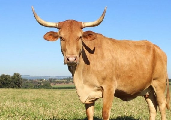 Câmara Setorial da Carne Bovina se reúne por videoconferência