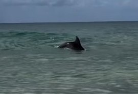 VÍDEO: Golfinho encanta turistas na praia do Francês