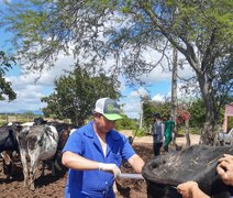 Alagoas inicia protocolo de inseminação artificial de bovinos do Mais Pecuária Brasil