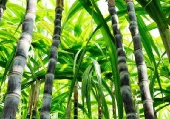 Cana-de-açucar pode impulsionar indústria de etanol 2G em Alagoas