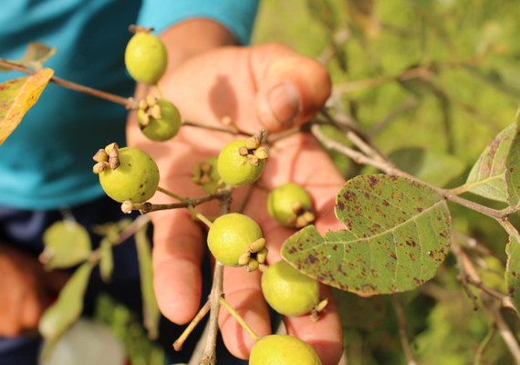 Pesquisa investiga relação entre os nomes dos alimentos e o consumo