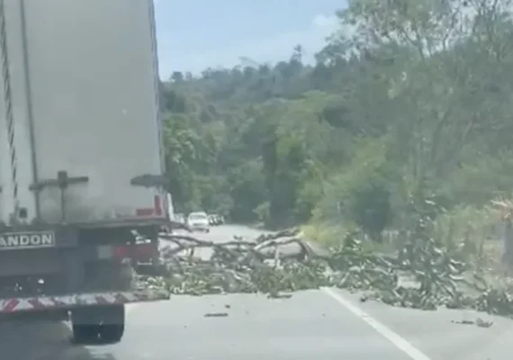 Árvore cai e bloqueia parcialmente rodovia na zona rural de Satuba