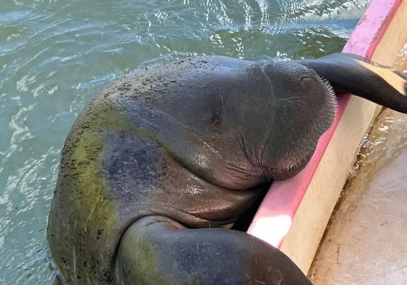 Santuário do peixe-boi transforma Alagoas em referência mundial