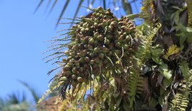 Biodiversidade da Caatinga vira produtos e oportunidades econômicas