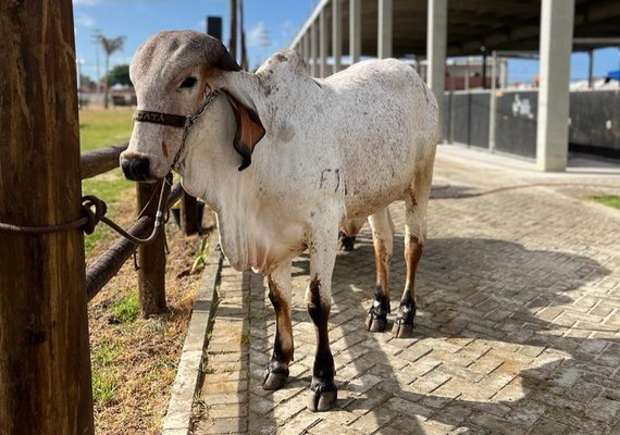 Expectativa da ACA é de que 20 mil pessoas participem da 72ª Expoagro Alagoas