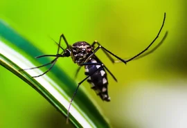 Queda de casos de dengue no Brasil deve se manter até o fim de novembro