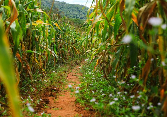 BNDES suspende crédito de custeio com juro subsidiado à agricultura familiar