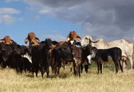 Calor extremo faz vaca perder mais de 30% de leite; e pesquisa quer mudar isso