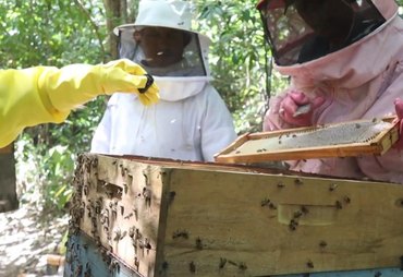 Manejo adequado pode assegurar qualidade do mel e do própolis em AL