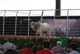 Leilão Mega Touros fatura quase R$ 2 mi  e conquista pecuária