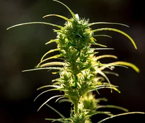 Estudo aponta que medicamento à base de THC reduz sintomas de estresse pós-traumático