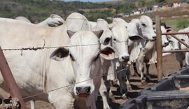 Reportagem sobre confinamento coletivo de bovinos da Pindorama bomba nas redes sociais