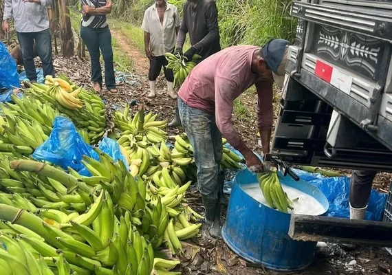 Mesmo com queda da cana, valor da produção agrícola cresce 13,9% em AL