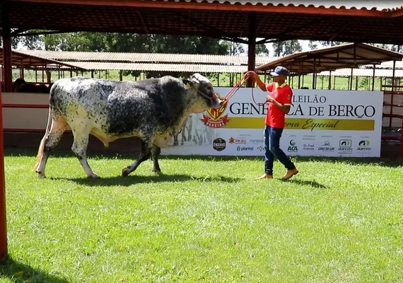 Início dos leilões e julgamentos de animais marcam a programação do segundo dia da Expoalagoas