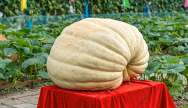 Frutas e vegetais gigantes: por que acontecem e como cultivar