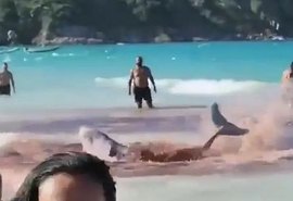 Banhistas entram em pânico ao confundir baleias encalhadas com ataque de tubarão