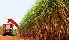 Com ajuda da chuva, safra de cana pode chegar a 19 milhões de toneladas em Alagoas