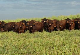 Pacote genético Santa Gertrudis da Fazenda Mangabeira reforça desempenho para cruzamento industrial