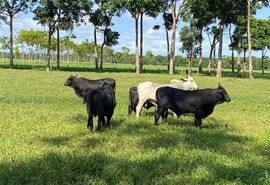 Manejo da fertilidade do solo gera lucro e sustentabilidade às pastagens