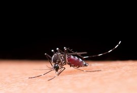 Dengue: como identificar, tratar e prevenir