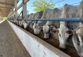 Financiamentos do Banco do Nordeste para pecuária de corte aumentam 135% em Alagoas